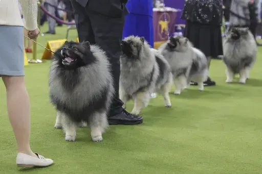 Keeshond dogs look up at their handlers during judging at the 149th Westminster Kennel Club Dog show, Monday, Feb. 10, 2025, in New York. (AP Photo/Heather Khalifa)