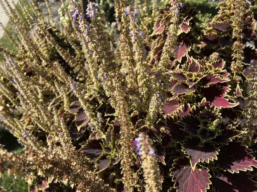 This Nov. 3, 2024, image provided by Jessica Damiano shows tiny purple flowers blooming along the gangly stems of a coleus plant on Long Island, New York. The plant's blooming stage often surprises its gardeners, who typically plant it for its stunning foliage. (Jessica Damiano via AP)