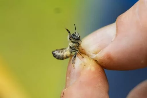 Zac Lamas, post doctoral fellow at ORISE, holds a bee as he inspects them for the parasitic mite Varroa at a hive in the backyard of University of Maryland bee researcher Nathalie Steinhauer on Wednesday, June 21, 2023, in College Park, Md. A new survey says America's honeybee hives just staggered through the second highest death rate on record. The mites are a factor why bee deaths are on the rise. (AP Photo/Julio Cortez)