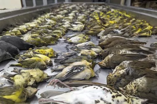 In this image provided by the Chicago Field Museum, the bodies of migrating birds are displayed, Thursday, Oct. 5, 2023, at the Chicago Field Museum, in Chicago. The birds were killed when they flew into the windows of the McCormick Place Lakeside Center, a Chicago exhibition hall, the night of Oct. 4-5. According to the Chicago Audubon Society, nearly 1,000 birds migrating south during the night grew confused by the exhibition center's lights and collided with the building. (Daryl Coldren/Chica