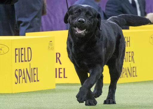Memo, a Labrador retriever, competes in the sporting group during the 142nd Westminster Kennel Club Dog Show, at Madison Square Garden in New York, Feb. 13, 2018. The American Kennel Club’s annual popularity rankings come out Tuesday, March 15, 2022, and Labrador retrievers are the top dog. (AP Photo/Mary Altaffer, File)