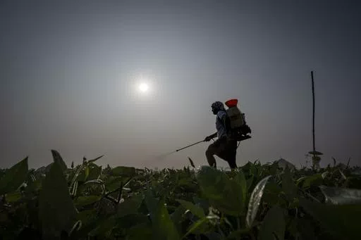 Bhaskar Rao, a farm worker, sprays natural pesticide at a multi-crop farm belonging to Meerabi Chunduru, an avid practitioner and advocate of natural farming techniques, in Aremanda village in Guntur district of southern India's Andhra Pradesh state, Sunday, Feb. 11, 2024. The area has become a positive example of the benefits of natural farming, a process of using organic matter as fertilizers and pesticides that makes crops more resilient to bad weather. (AP Photo/Altaf Qadri)