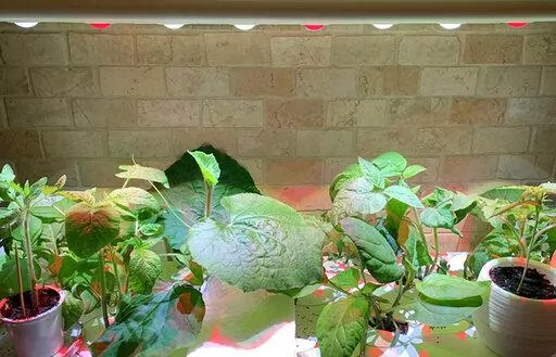 This March 2021 photo shows various vegetable seedlings maturing indoors under grow lights. (Jessica Damiano via AP)