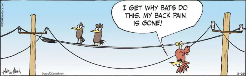 Dogs of C-Kennel for Mar 26, 2024