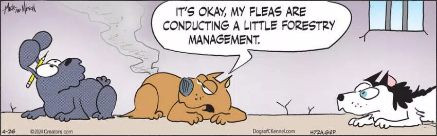 Dogs of C-Kennel for Apr 26, 2024