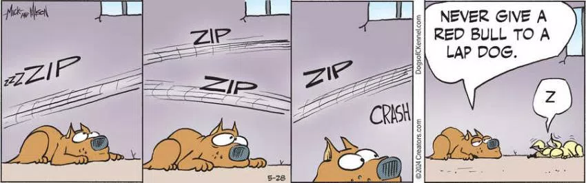 Dogs of C-Kennel for May 28, 2024