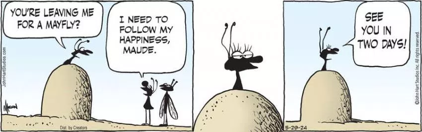 B.C. for May 29, 2024