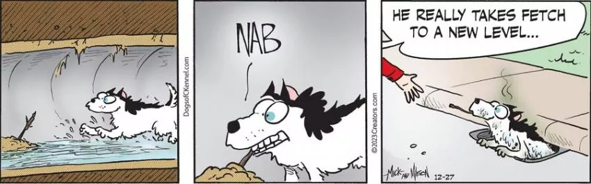 Dogs of C-Kennel for Dec 27, 2023